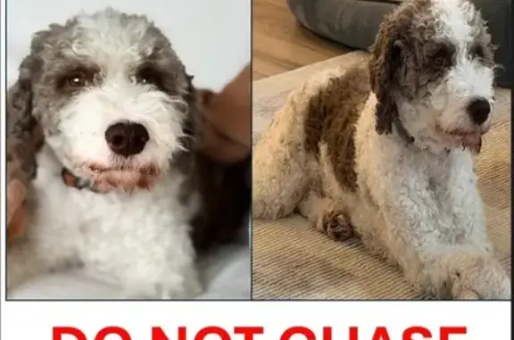 Lost Dog: White & Brown, Orange Collar