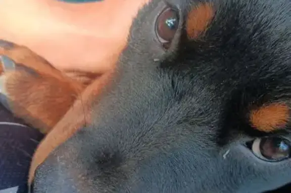 Lost German Rottie: Curly Tail & White Patch