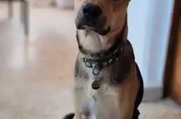 Perros perdidos, , foto: ¡Ayuda a Encontrar a Nuestro Perrito Perdido!