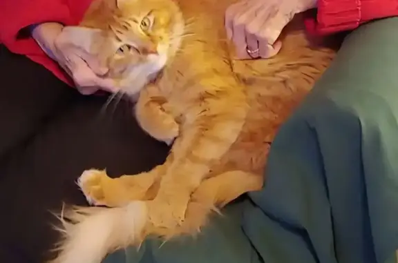 Lost and found pets St. Louis, photo: Lost Orange Cat: Windberry Court, StL