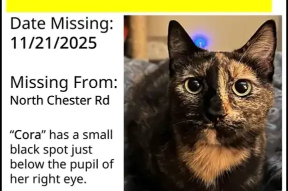 Lost Tortie Cat: Unique Eye & Long Tail