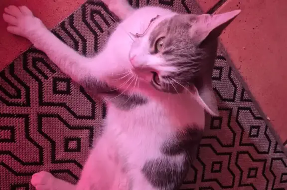 Chat européen perdu, 1 an, Seilh - photo