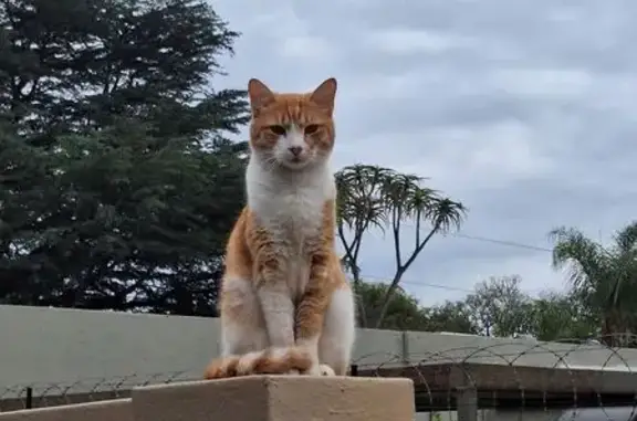 Lost Ginger Cat, 7, Chipped - Pretoria