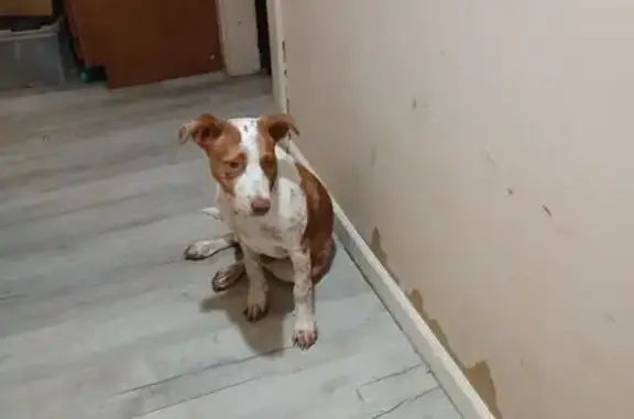 Found: Sweet White & Tan Dog N...