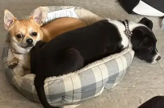 Lost Small Brown Dog 'Coco' in KC 4108