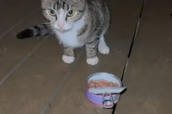 Friendly Young Cat Found on Mo...