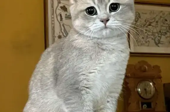 Missing cat Newton, photo: Lost British Shorthair: Arlington St, 105