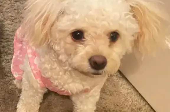 Lost Friendly Maltipoo in Lancaster
