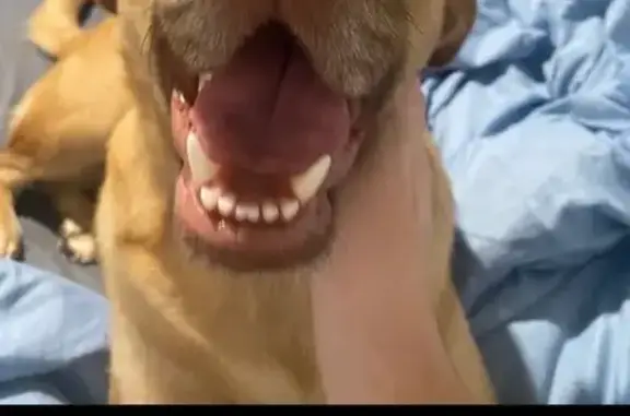 Lost: Sweet German Shepherd Mix in Biloxi