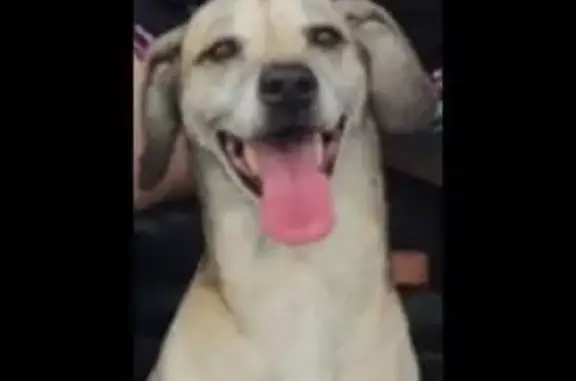 Lost Tan & Black Dog: Help Us Find Him!