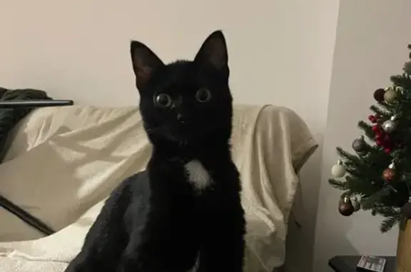 Gata Asustada Hallada en Plaza...