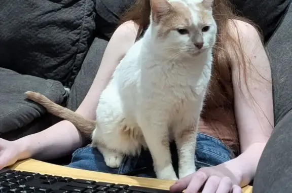 Lost Cat Cheesecake: Sweet & S...