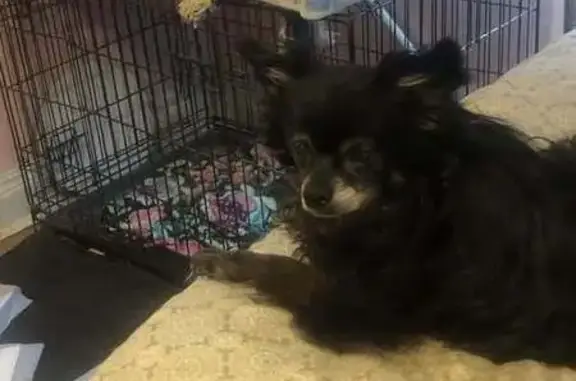 Lost: Angel, 13-Year-Old Black Chihuahua