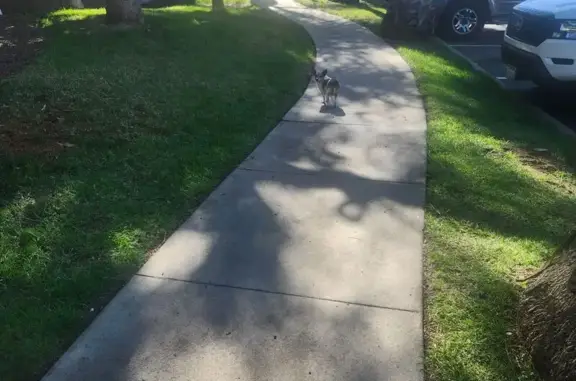 Found Dog: White & Brown in Sa...