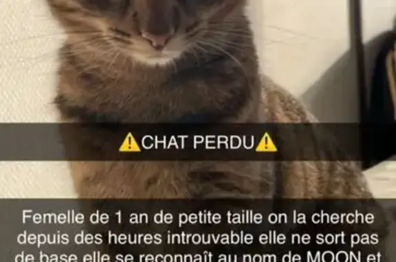 Chatte Tigrée Perdue à Molsheim - photo