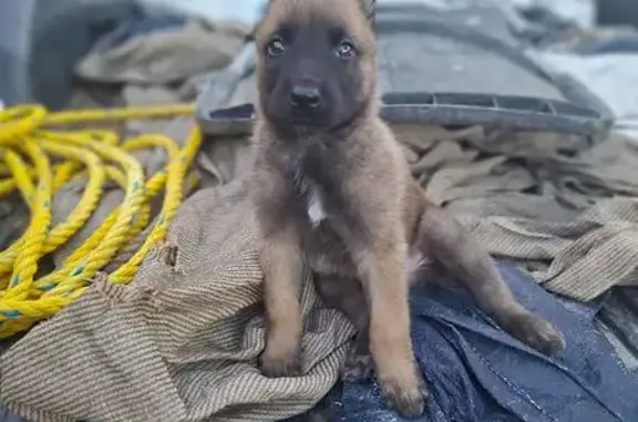 Perro perdido: Café y negro en Villas Campestres