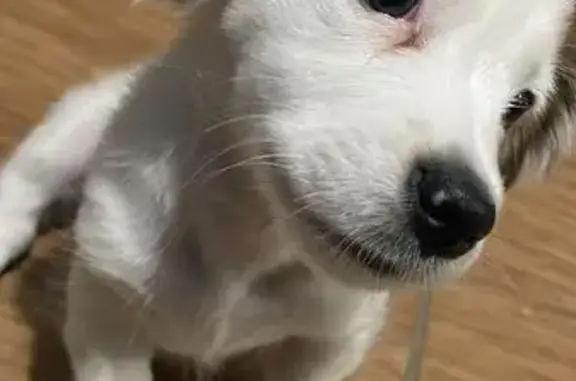 cachorro desaparecida