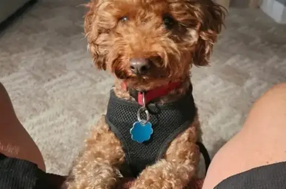 Missing: Chocolate Mini Poodle in FL 34654