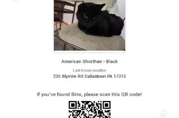 Lost Black Cat Binx: Help Us F...