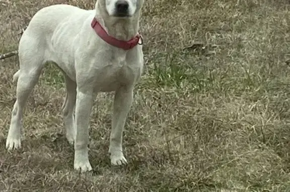 Missing dog Redfield, photo: Lost Dog: Unique Markings on Redbud Rd