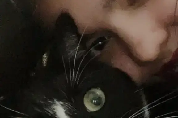 Lost Tuxedo Cat: Big & Black/W...