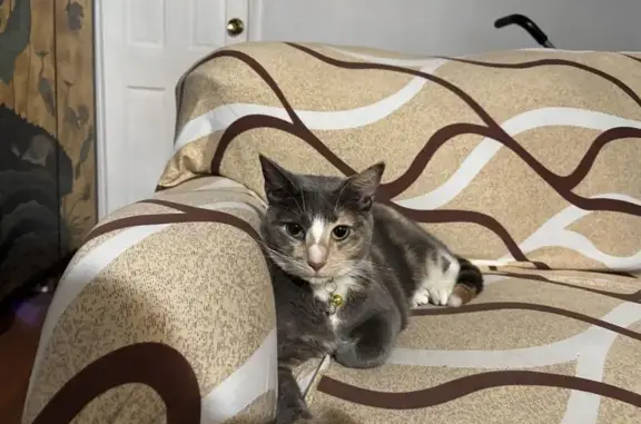 Lost Cat: Gray/Brown/White in...