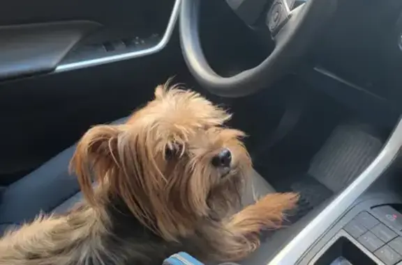 Lost and found pets Washington, photo: Lost Yorkie/Schnauzer Mix in DC Area