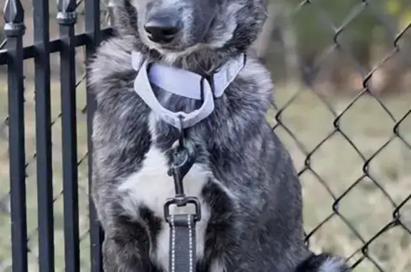 Very shy foster dog, 6 month old 30lb shepherd mix. Was only in the area for 24 hours and is unfamiliar with the neighborhood. Was dragging black leash.