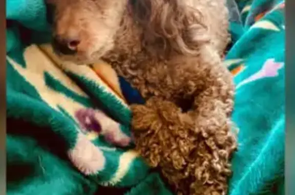 Lost Apricot Poodle Sophia in Town 'n' Country