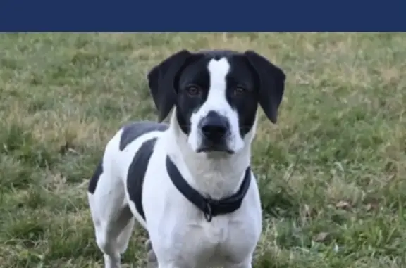 Lost Dog: Black & White Mutt on Knowles