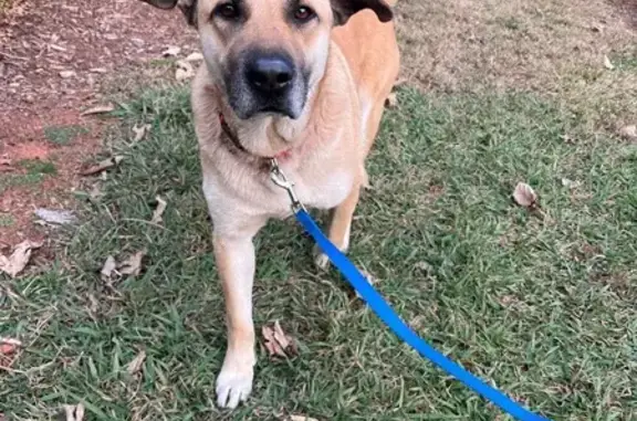 Found: Sweet Mastiff Mix in Hu...