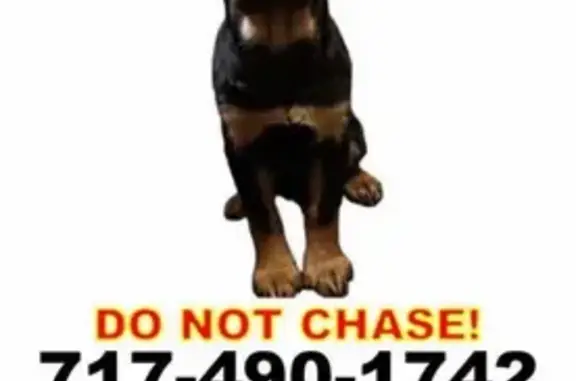 Lost Shy Dog Kylee: Black & Brown, Conoy Twp