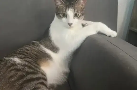 Help Find Saint: Lost Indoor C...