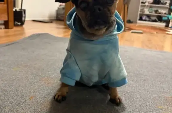 Lost Dog on Dutch Rd, Hume City