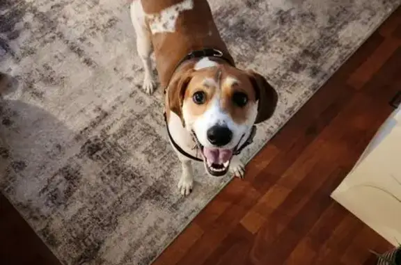 Missing dog West Peoria, photo: Lost Dog: Brown & White on West Clarke
