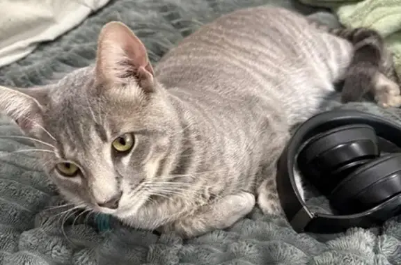 Lost Cat: Green Collar in Hatf...