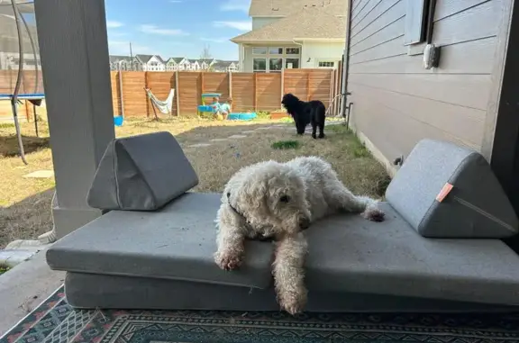 Lost and found pets Austin, photo: Lost White Goldendoodle in Austin Area
