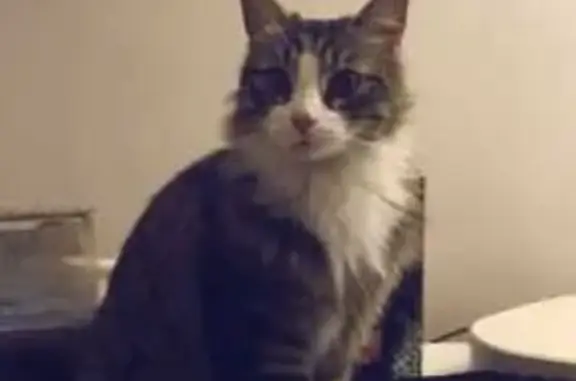 Chatte grise tachetée perdue à Roquebrune - photo