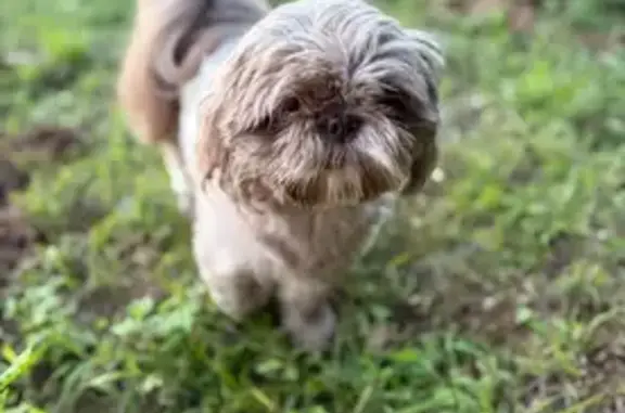 Lost Light Brown Dog: Skittish, Needs Help!