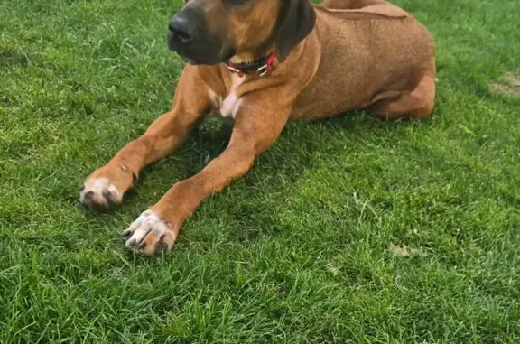 Lost: Timid Red Wheaten on Spence St