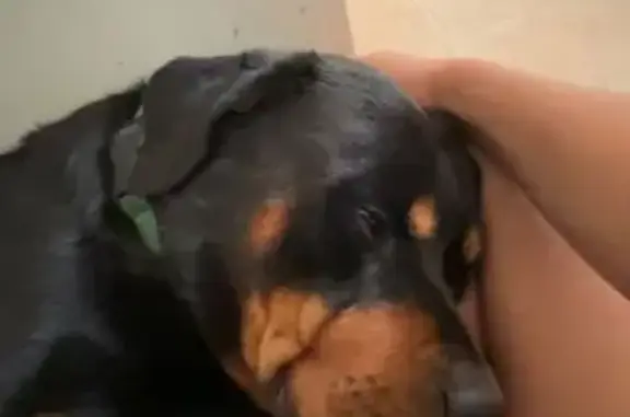 Lost Dog: Black/Brown, Green Collar