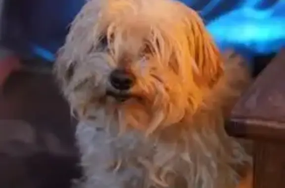 Lost: Small White Dog in Old Mill Basin