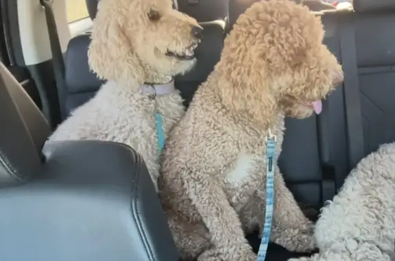 Lost Golden Doodle: Dixie on Abbey Rd