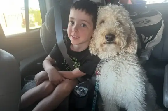 Lost White Goldendoodle on Abby Road