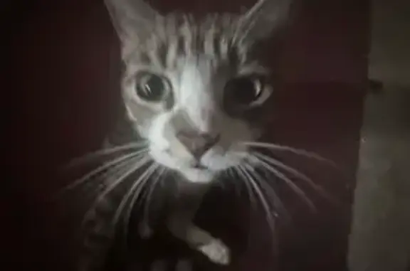 Lost Tabby Cat: Friendly, Whit...