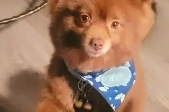 Lost Pomeranian: Pine Vista St, GR