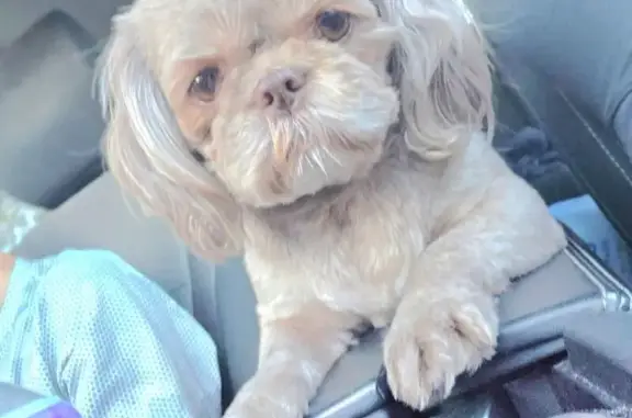 Lost Light Brown Shih Tzu in Fort Payne