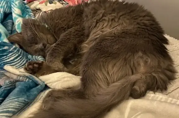 Lost Gray Cat Kova: East 47th...