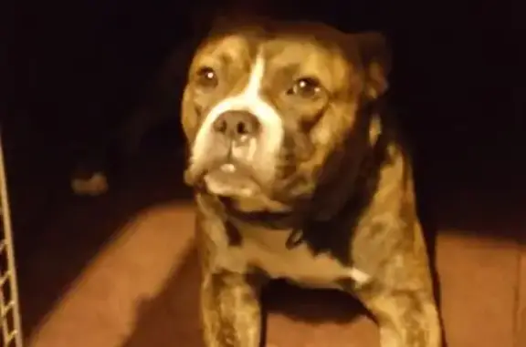 Found: Brindle Dog w/ Camo Col...