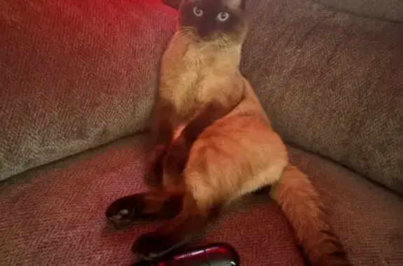 Lost Cat: Dark Pattern, Inver...